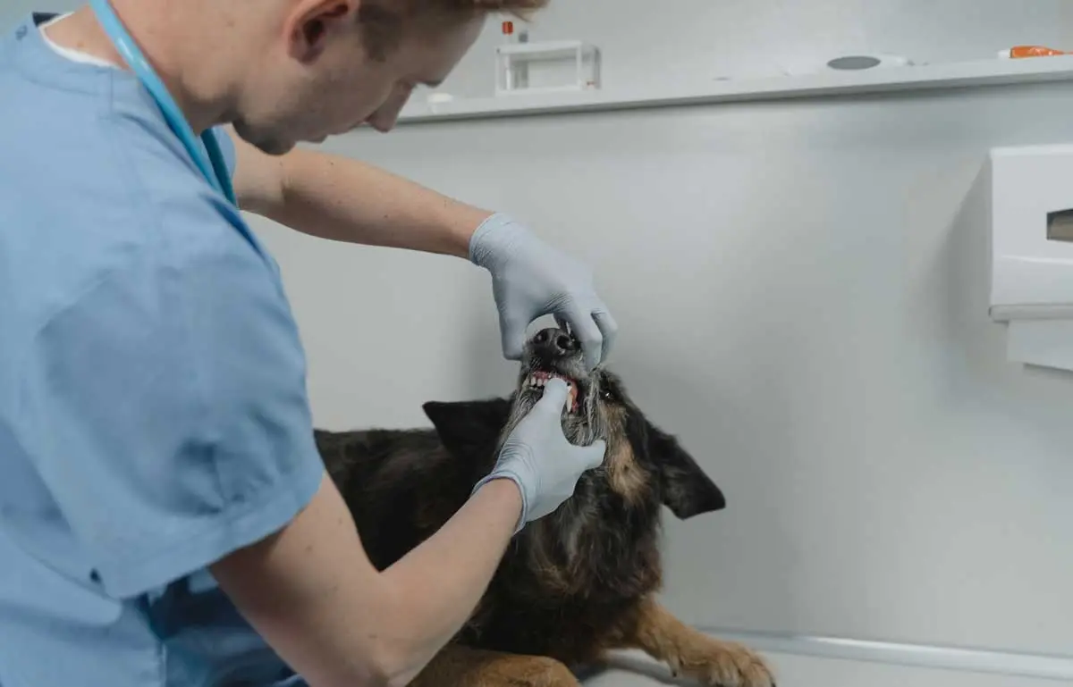 dog at the vet