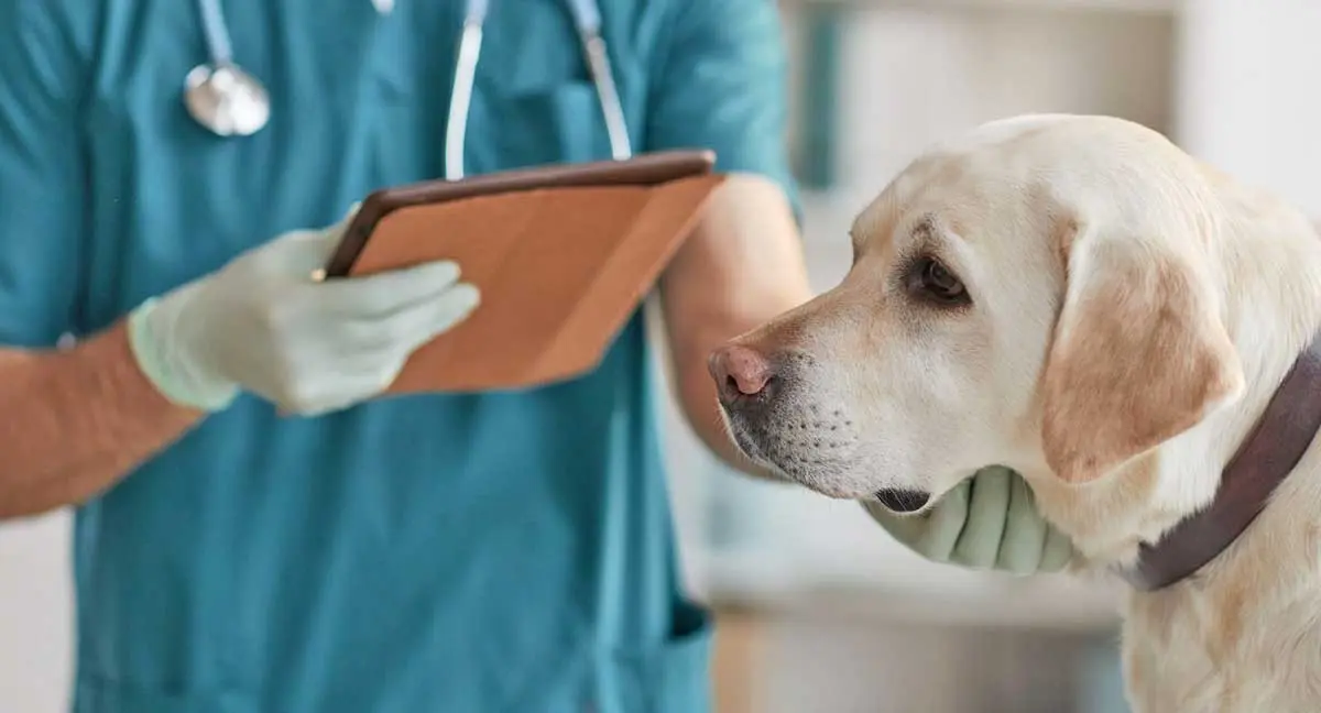 dog at vet