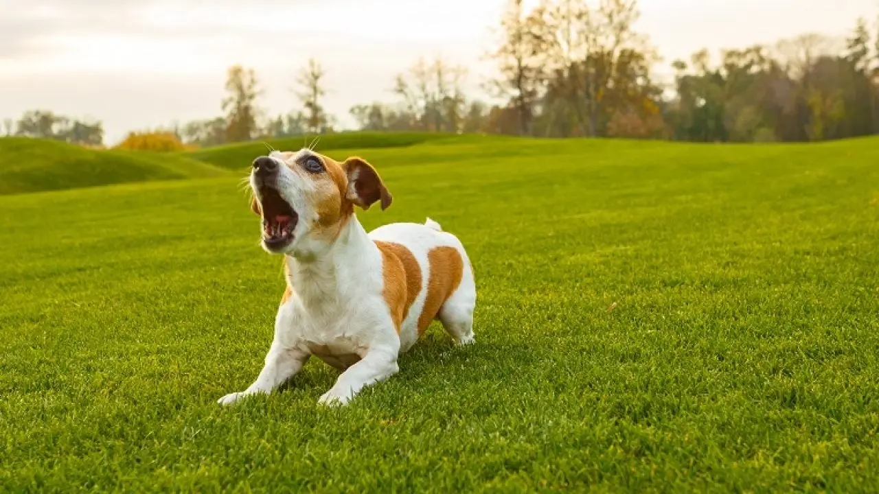 dog barking 2