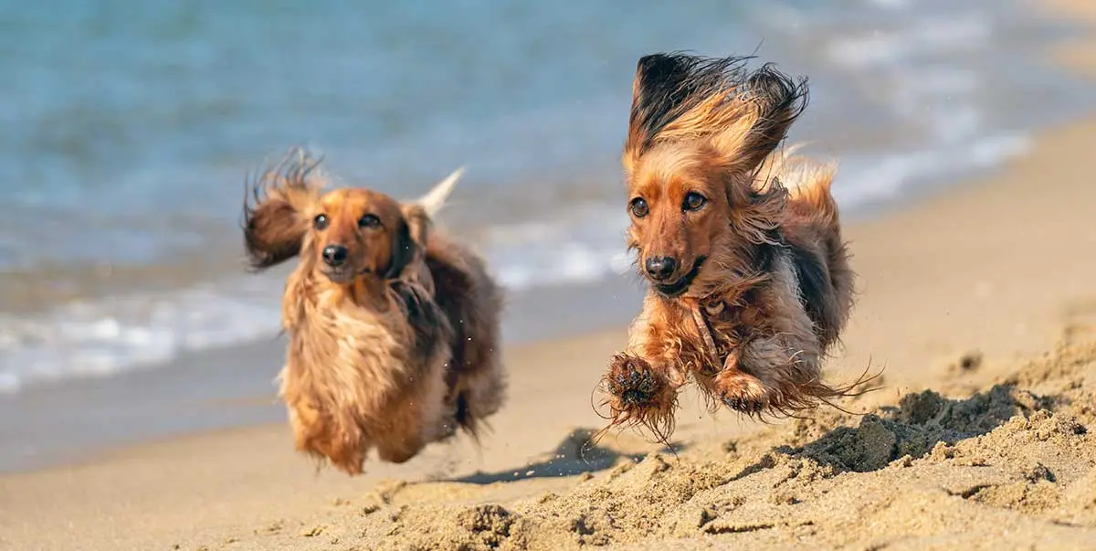 dog beach