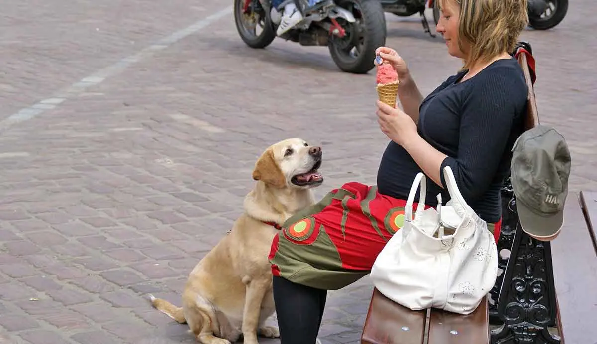 dog begging for icecream