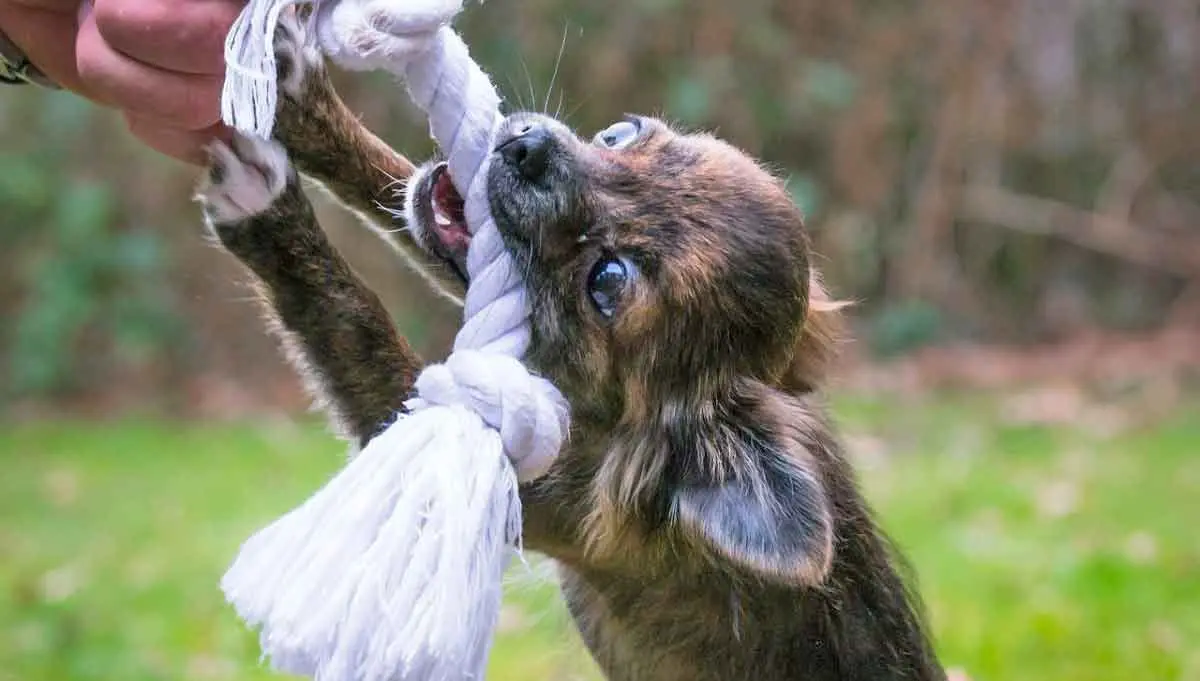 dog biting rope toy