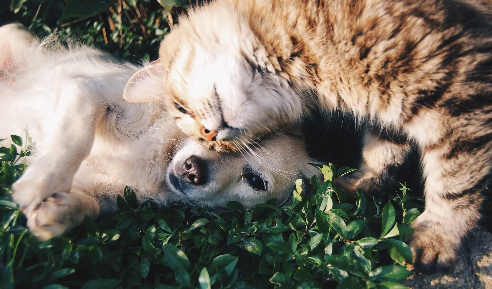 dog cat snuggling nature