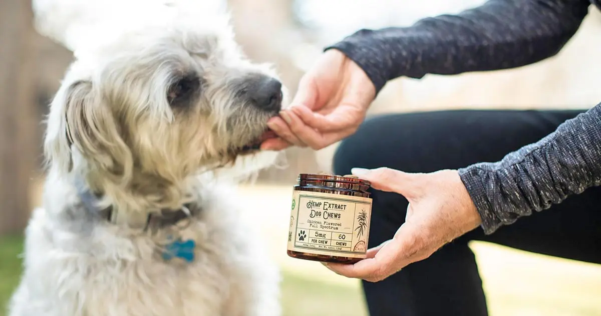 dog cbd supplement