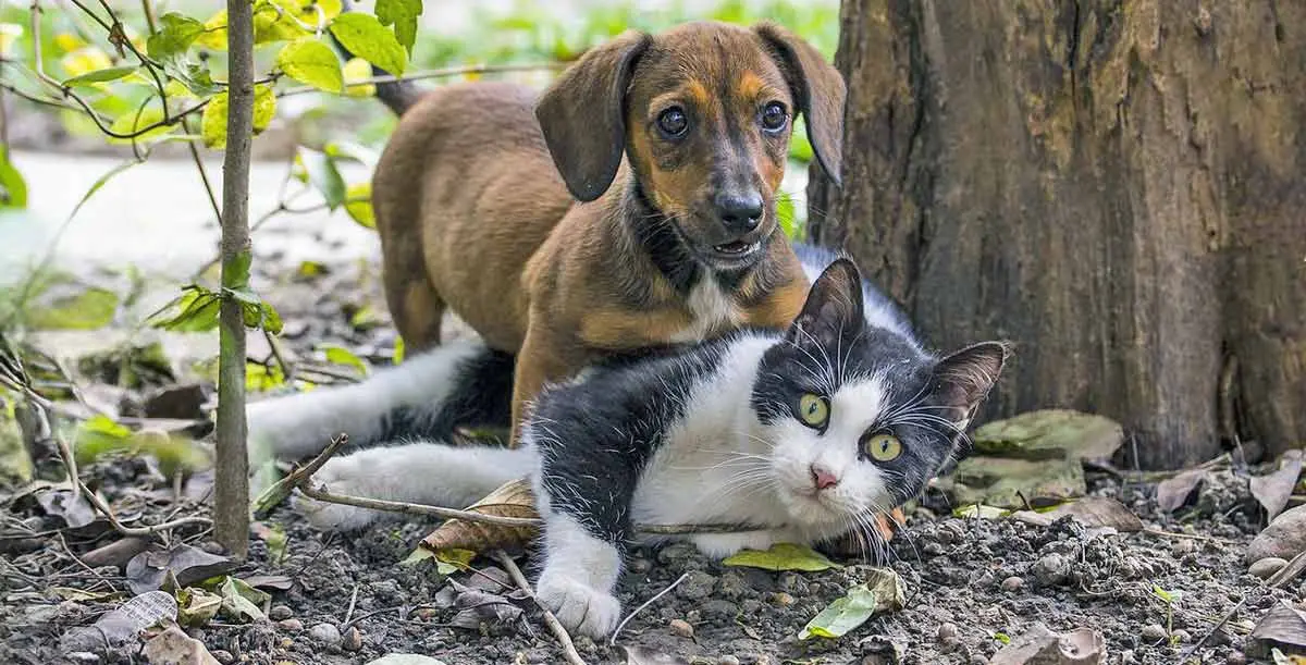 dog chasing and catching cat