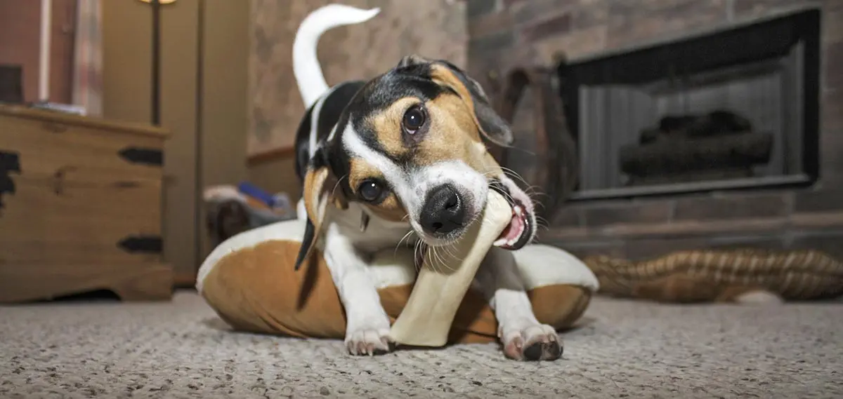 dog chew bone