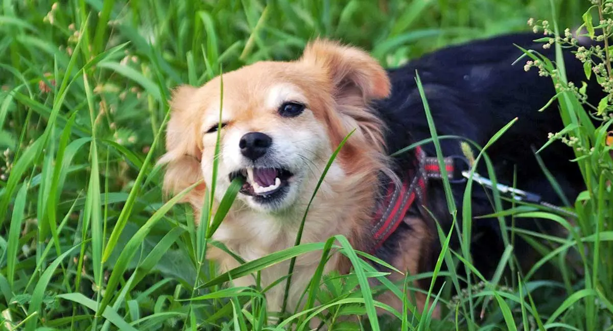 dog chewing grass