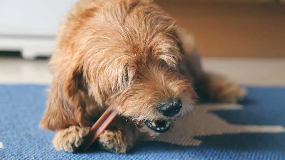 dog chewing on treat
