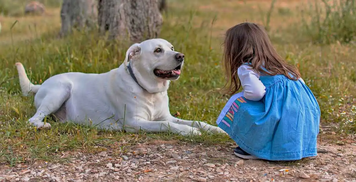 10 Best Dog Breeds For People With Autism