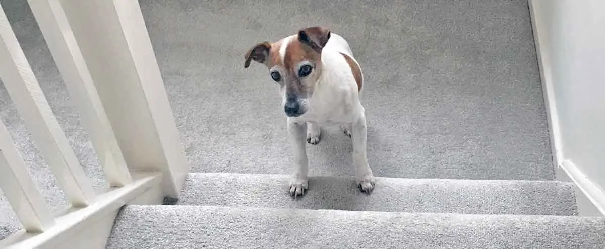 dog climbing stairs