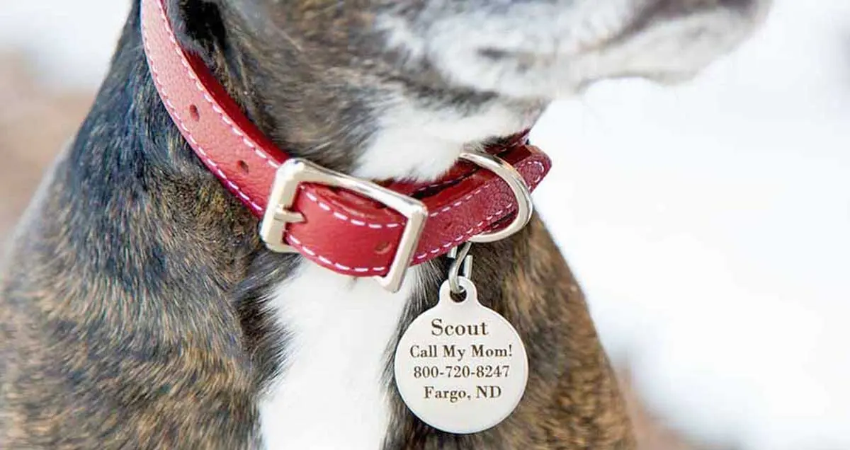 dog collar identification