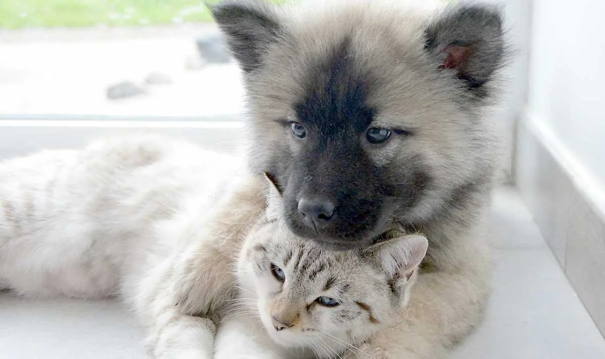 dog cuddling cat