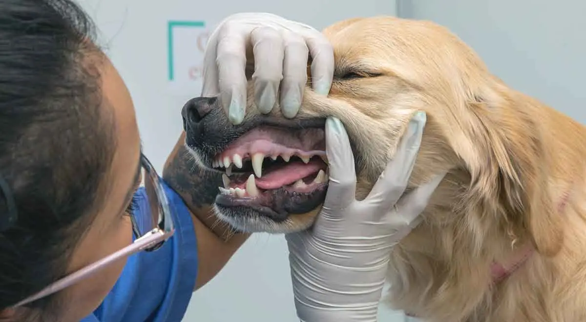 dog dental exam