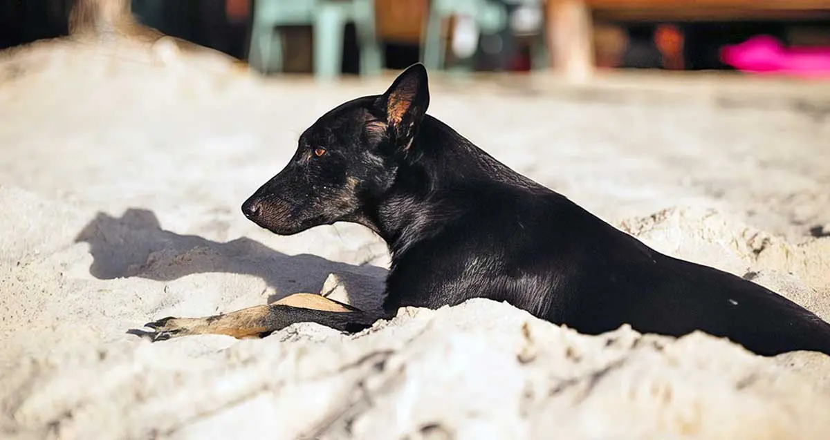 dog digging at the beach