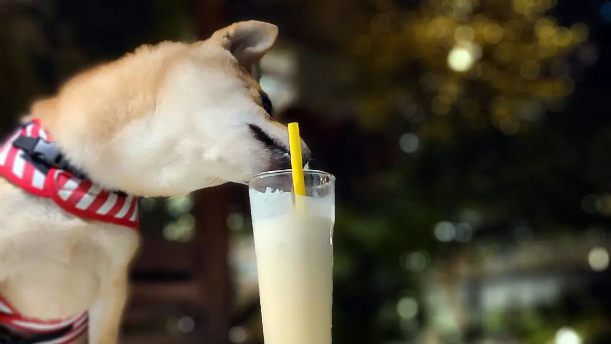 dog drinking milk milkshake