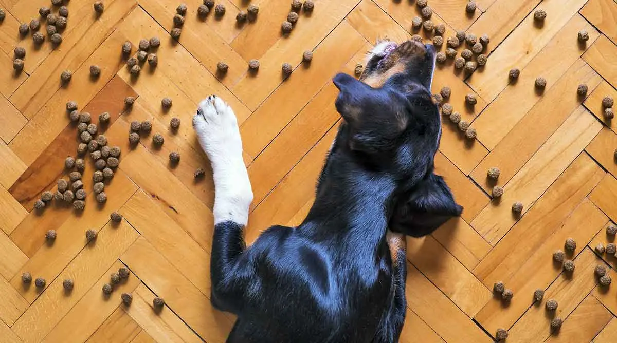 dog eating food kibble