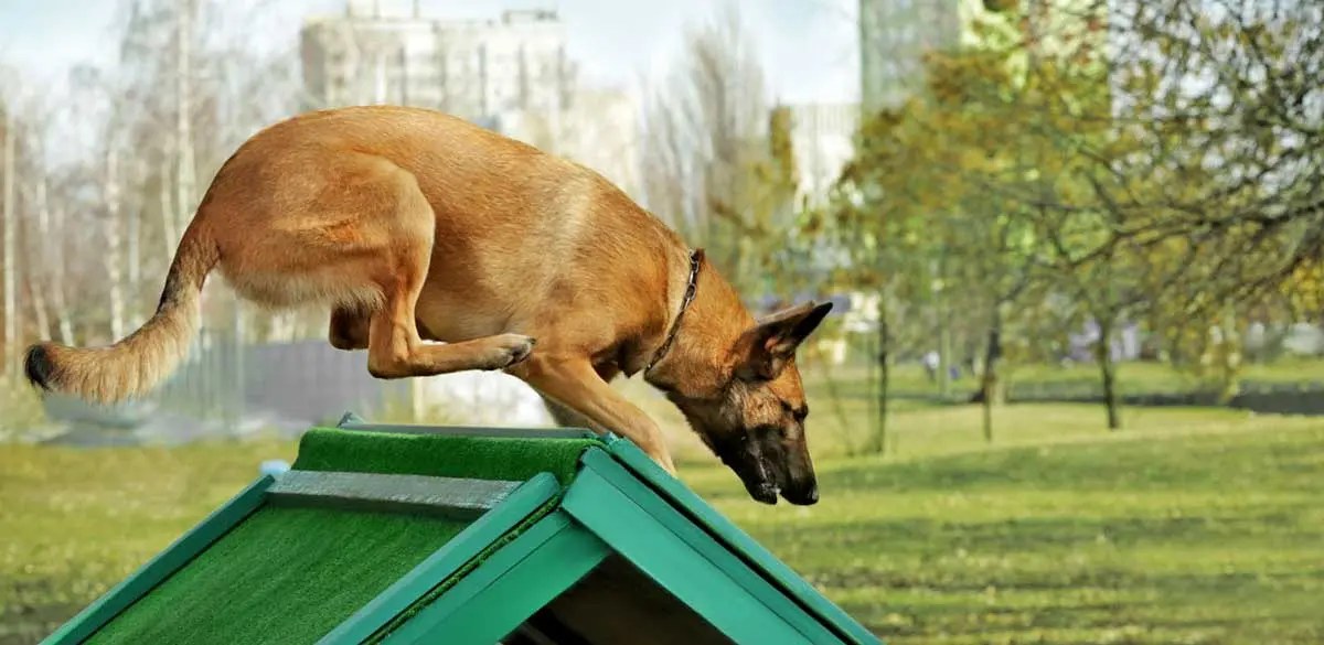 dog exercise course