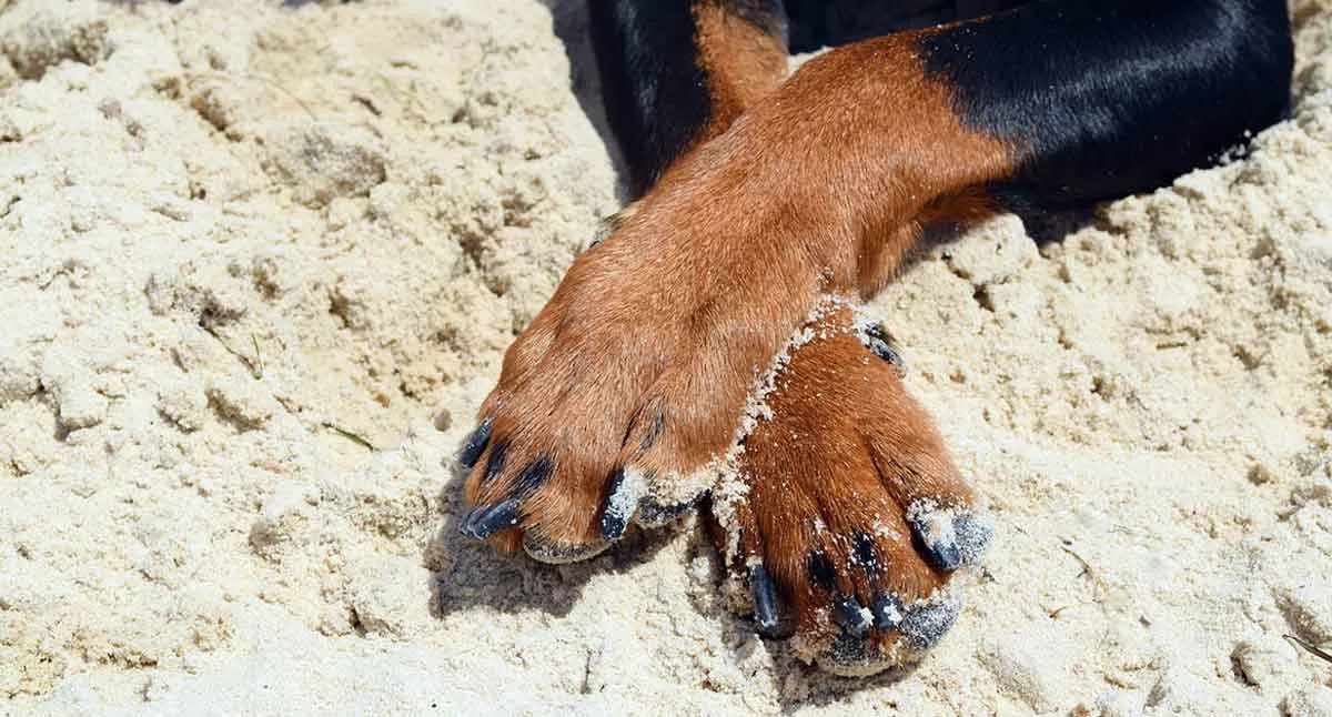 dog feet covered in beach sand