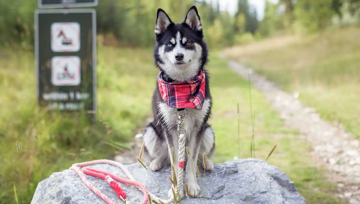 dog hiking trail