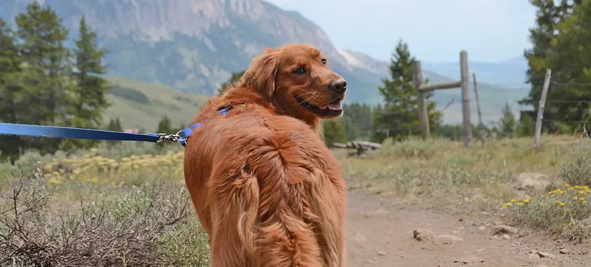 dog hiking