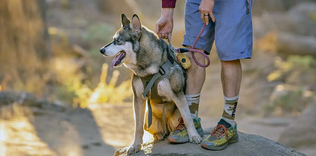 dog hiking