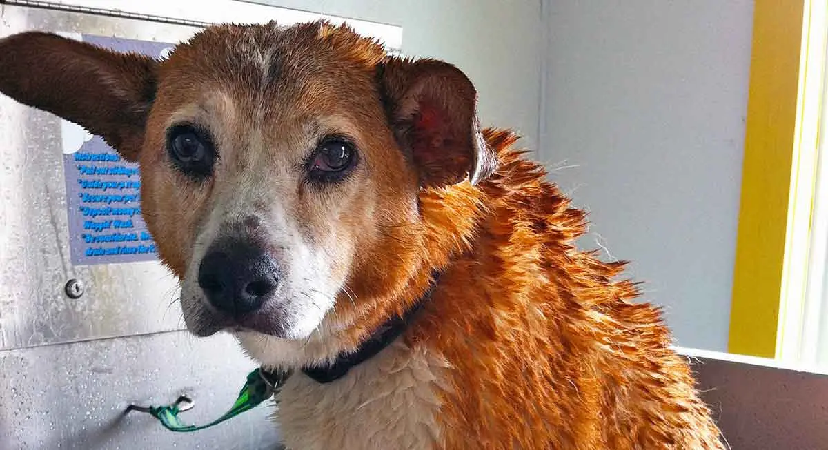 dog in a bath