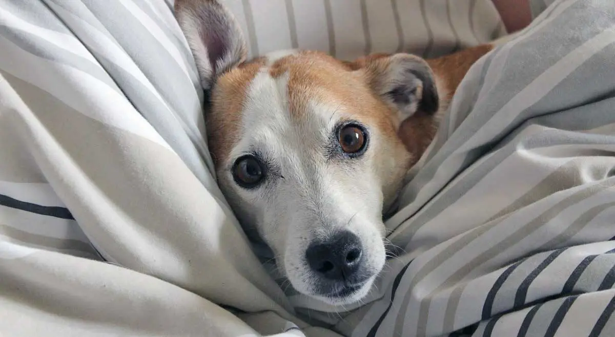 dog in bed