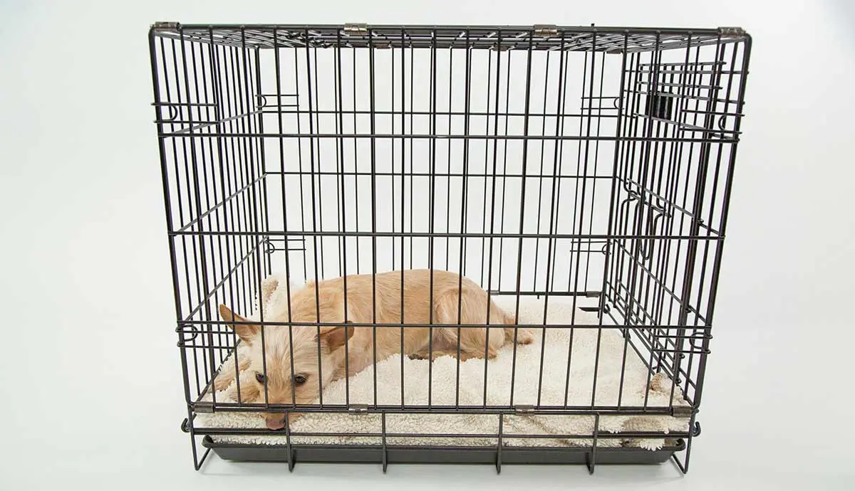 dog in crate