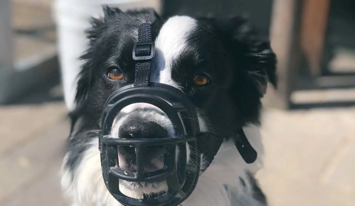 dog in muzzle