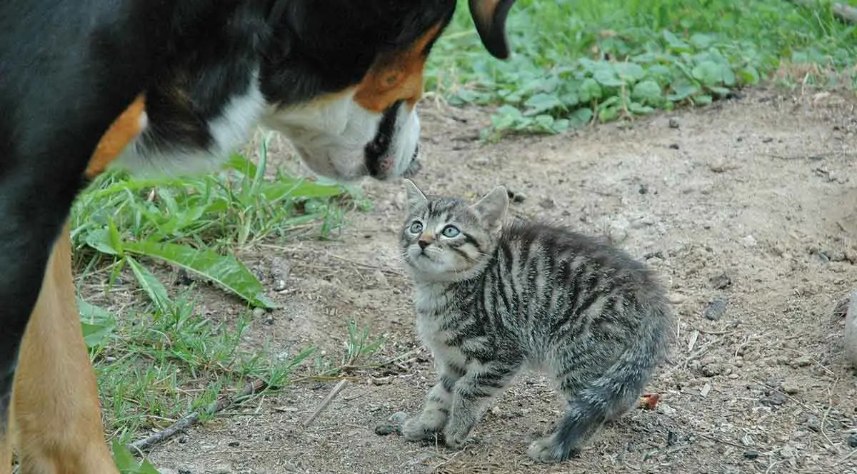 dog intimidating cat