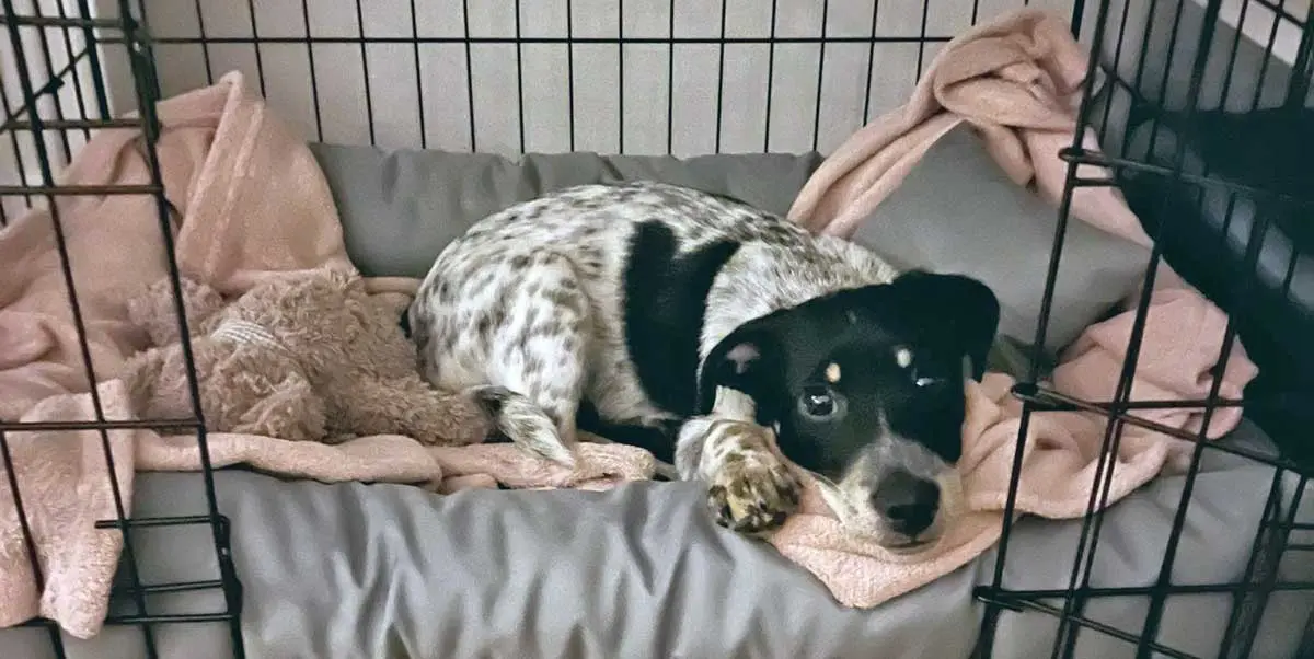 dog laying in bed in crate