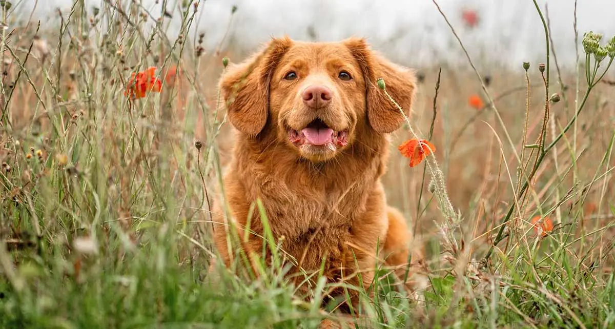 dog laying in tall grass