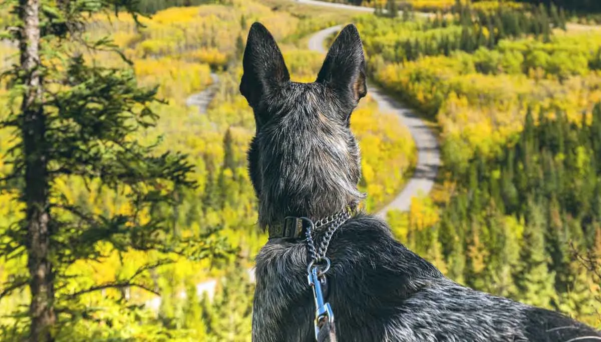 dog looking over valley
