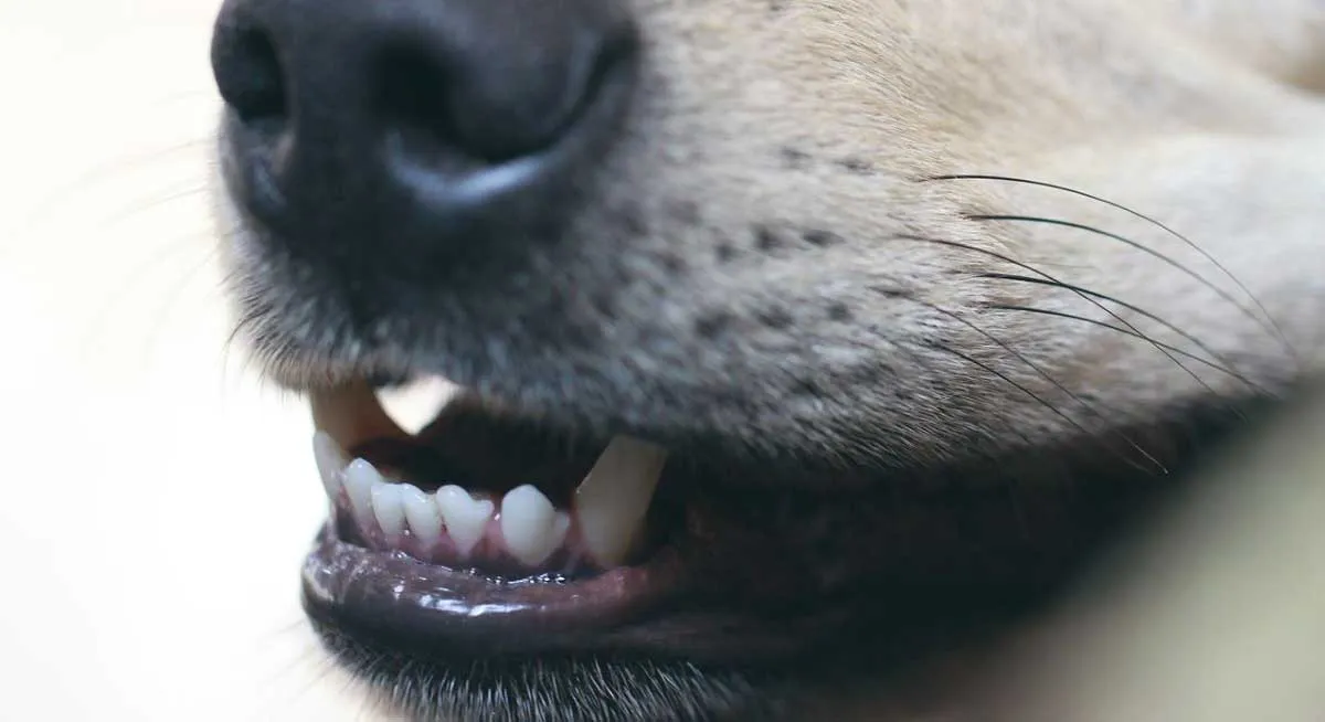 dog lower teeth