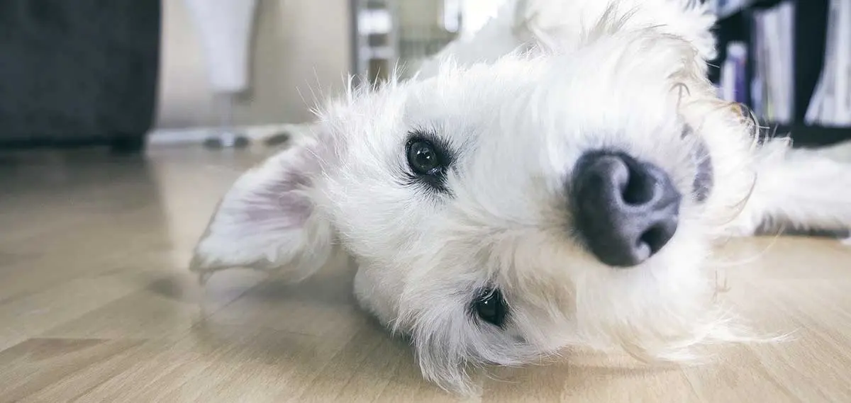 dog lying on floor at home