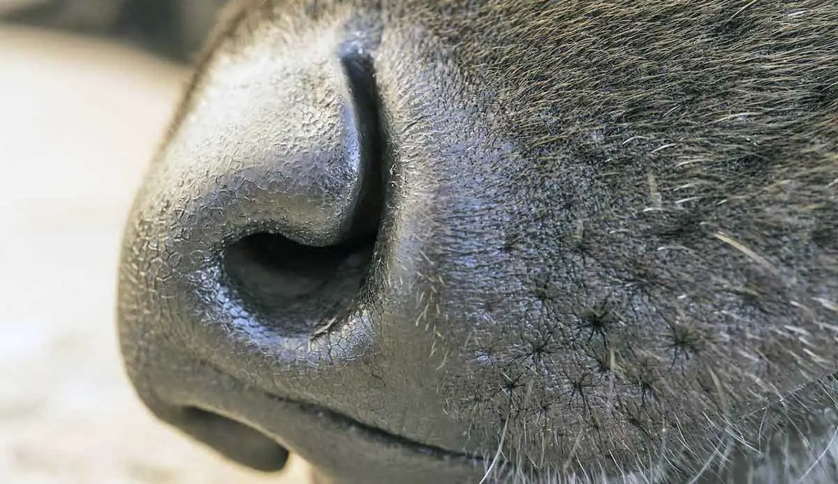 dog nose sense smell