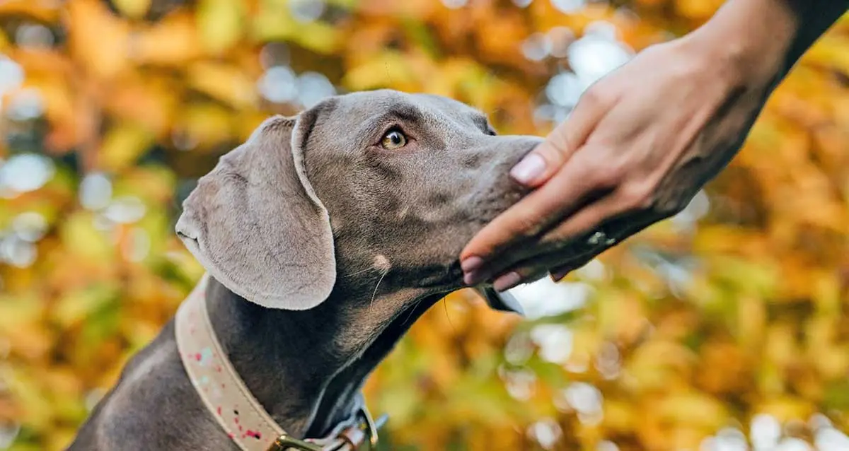 dog_nose_touching_hand