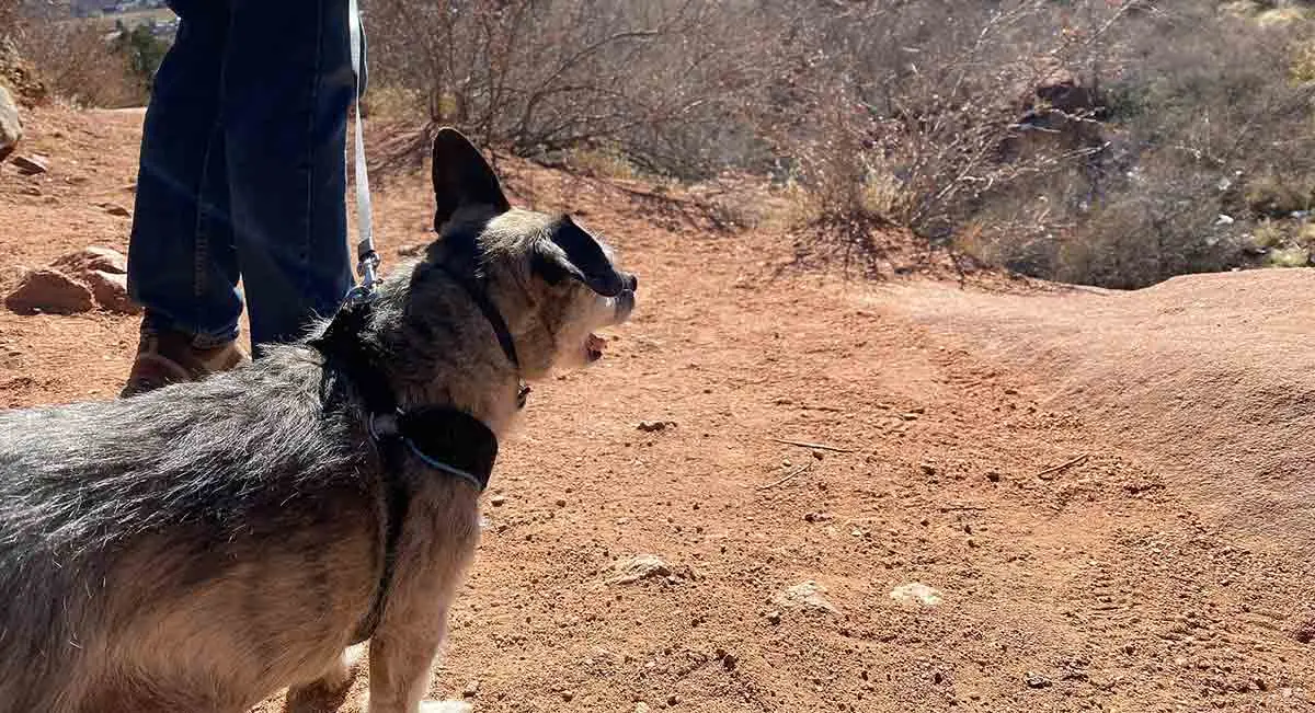 dog on leash red rocks park