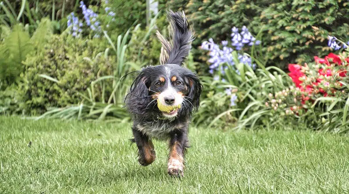 dog playing fetch