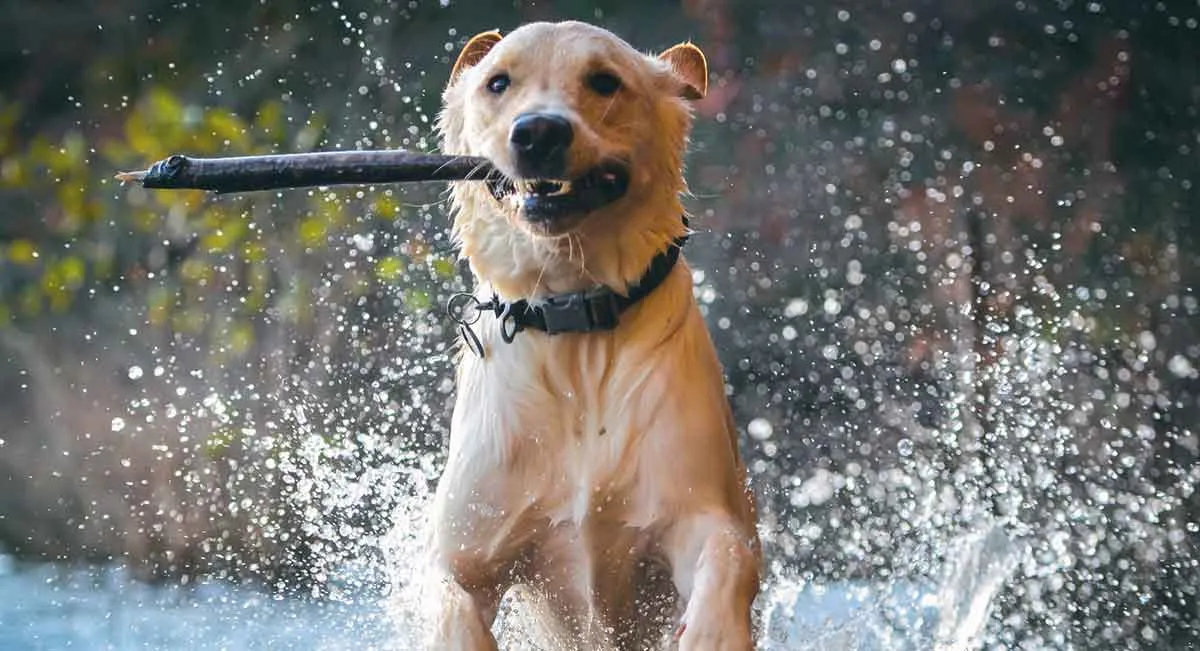 dog playing in lake