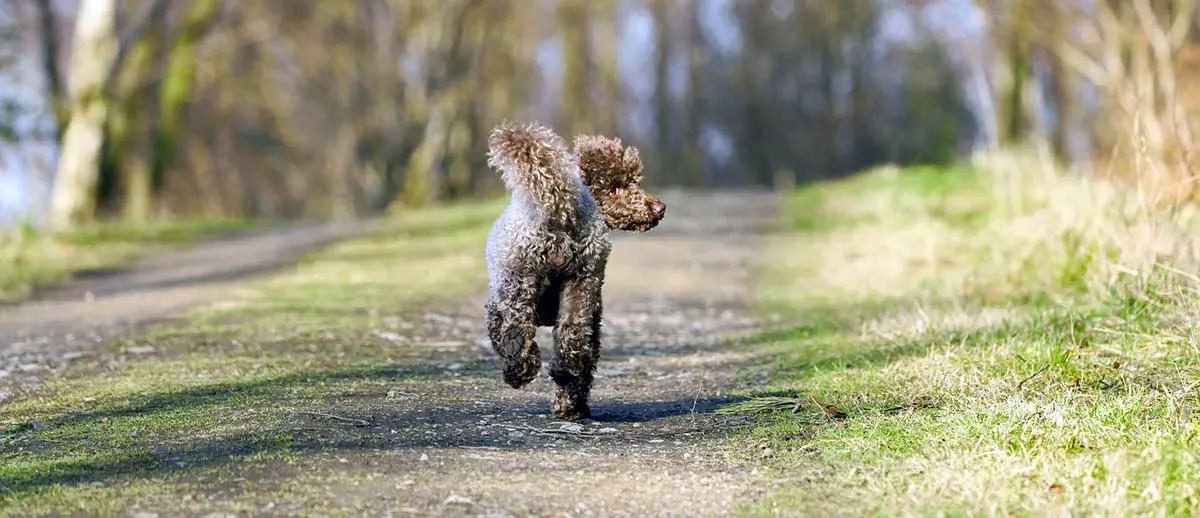 dog poodle running down trail