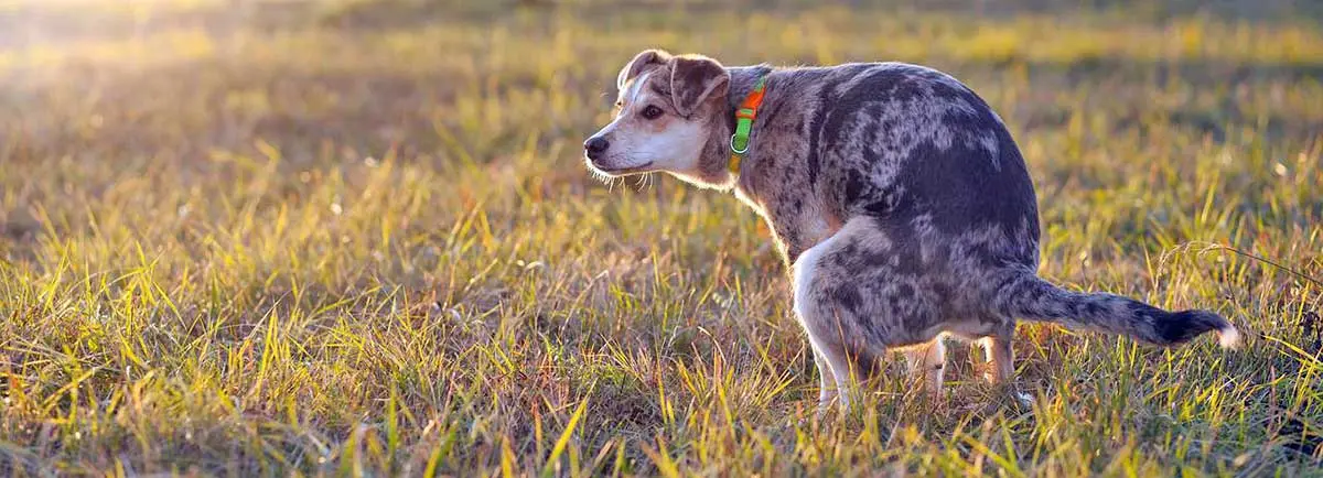 dog pooping defecating in field