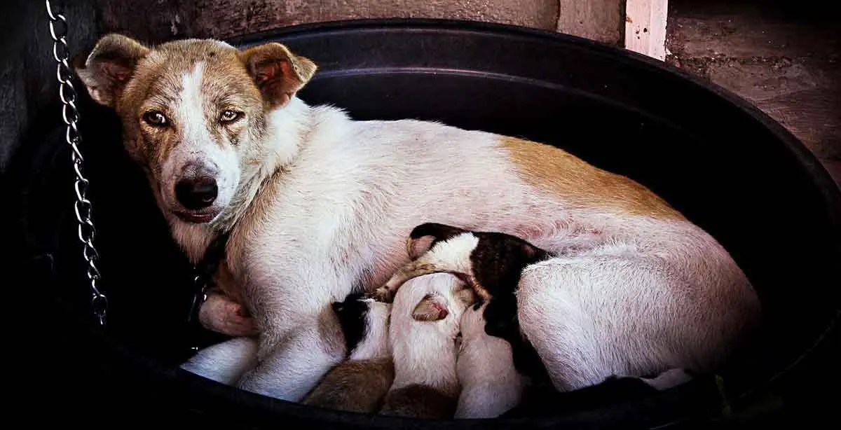 dog puppies with mother drinking milk