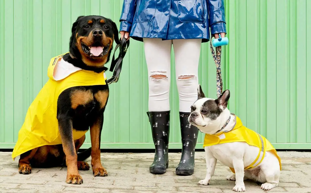 dog raincoat