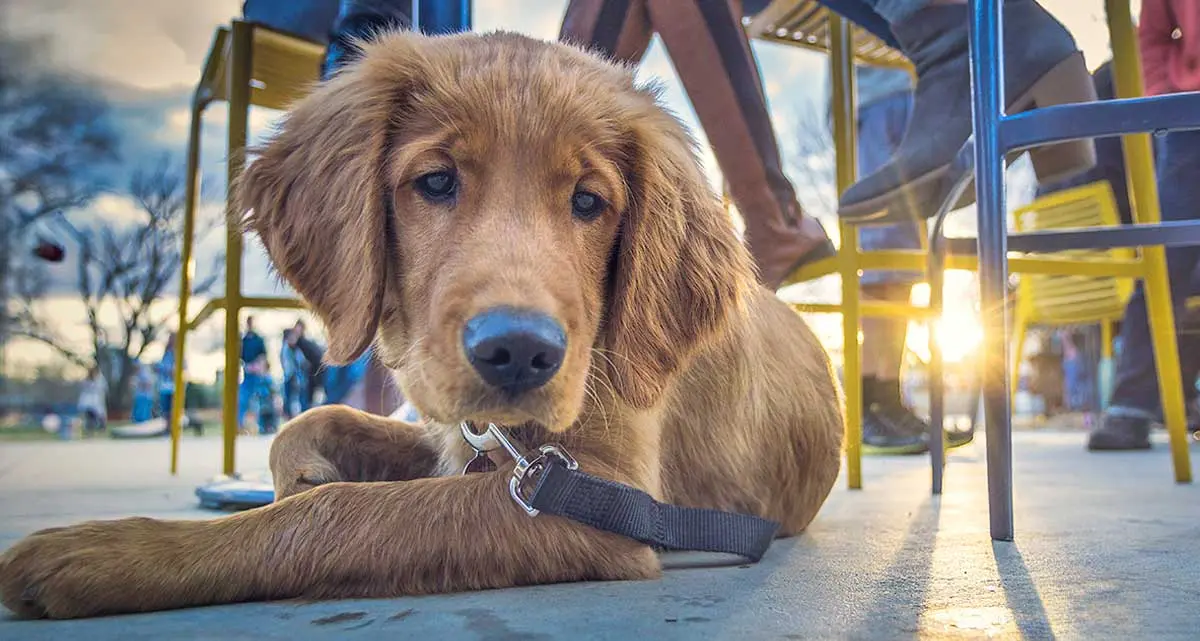 dog restaurant