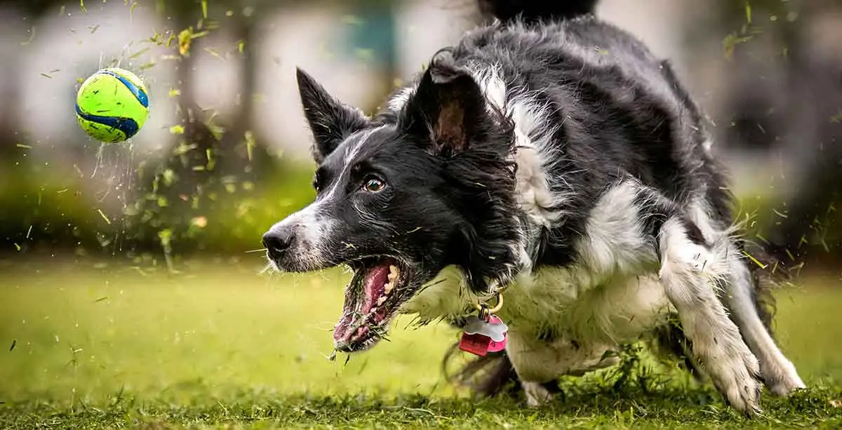 dog running after ball in grass