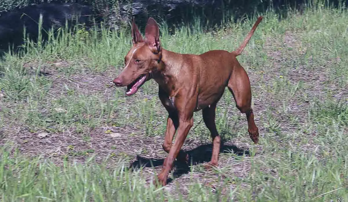 dog running through shrubs