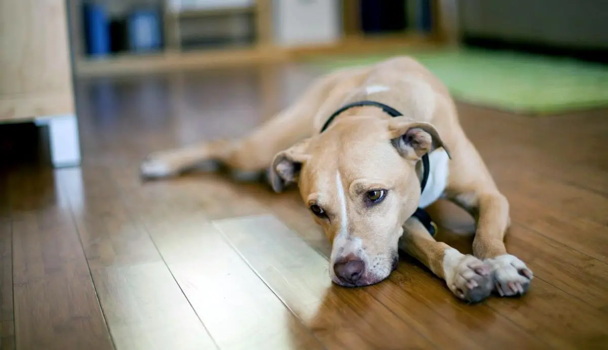 dog sad laying floor