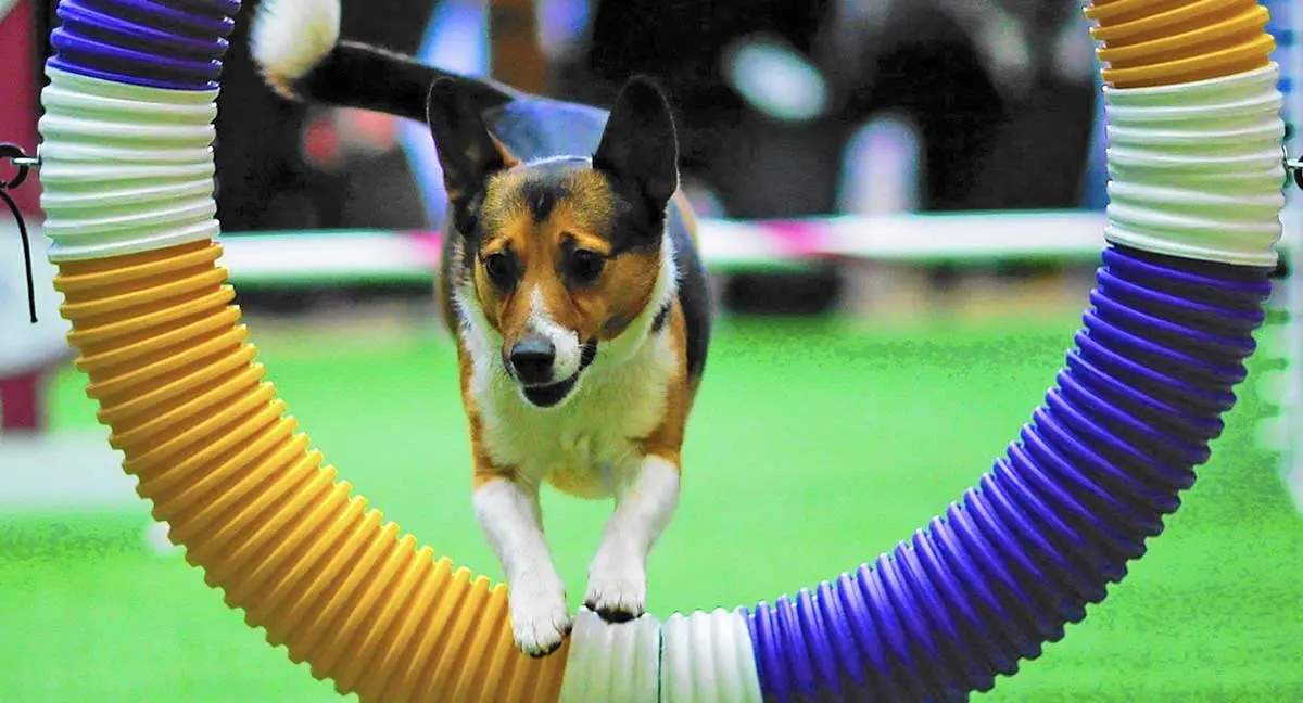 dog show agility