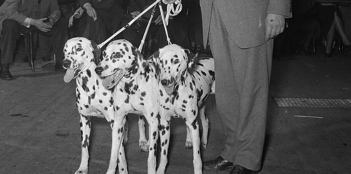 dog show dalmatian